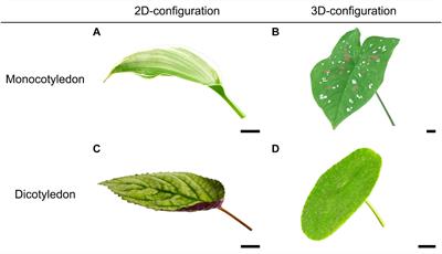 Twist-to-Bend Ratios and Safety Factors of Petioles Having Various Geometries, Sizes and Shapes